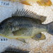 Oreochromis shiranus - Photo (c) turnercichlid, algunos derechos reservados (CC BY-NC), subido por turnercichlid