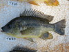 Shiranus Tilapia - Photo (c) turnercichlid, some rights reserved (CC BY-NC), uploaded by turnercichlid
