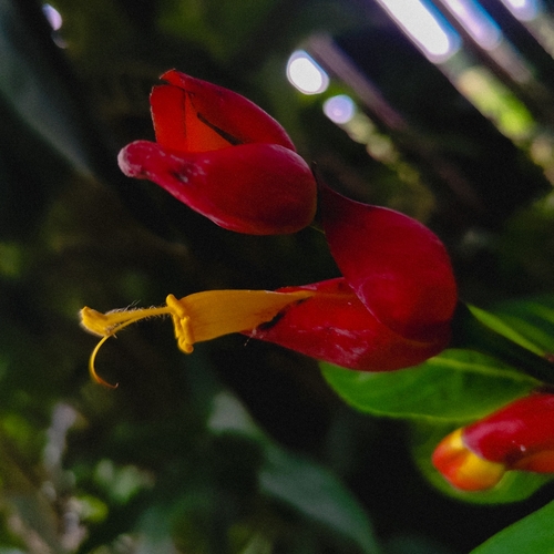 Sanchezia oblonga