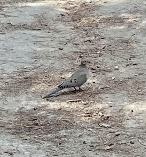 iNaturalist observation photo of Mourning Dove