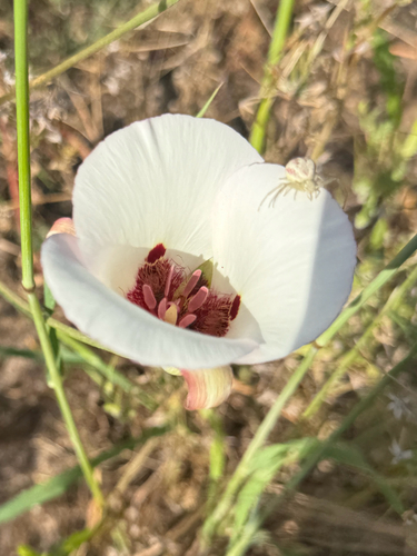 la panza mariposa lily (Calochortus simulans)