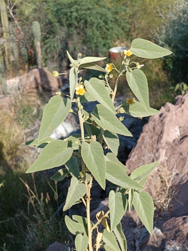 Newberry's velvet-mallow (Horsfordia newberryi)