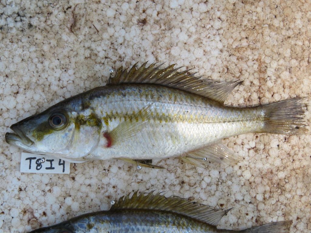 Eyebiter (Dimidiochromis compressiceps) — Cichlidae