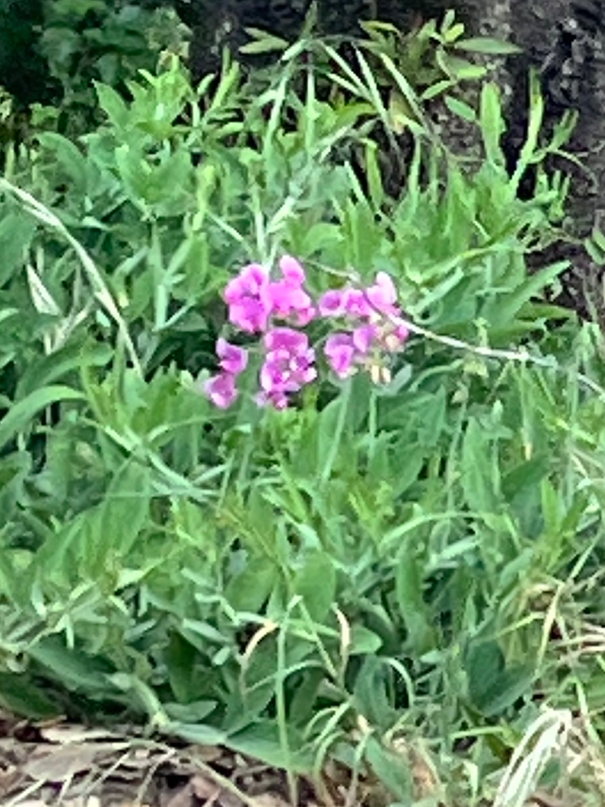 Broad-Leaved Sweet Pea (Lathyrus latifolius)