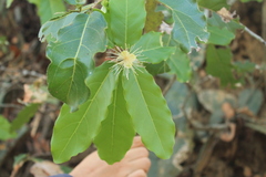 Capparidastrum pachaca