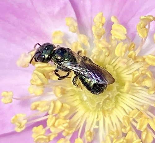 iNaturalist observation photo of Zadontomerus