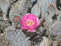 Opuntia basilaris treleasei