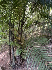Bactris