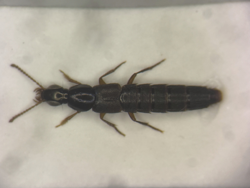 Quedius frigidus