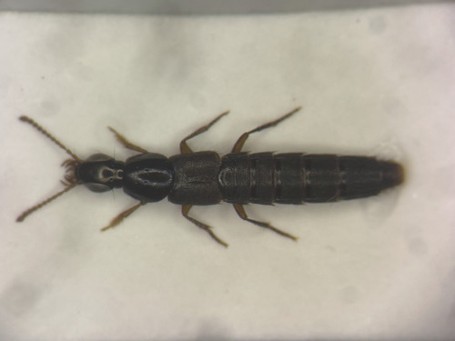 Quedius frigidus