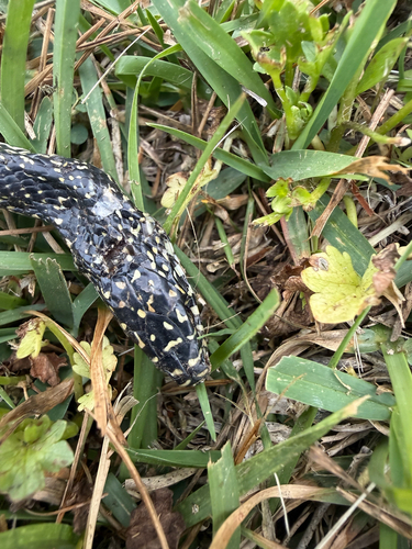Speckled Kingsnake