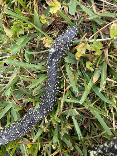 Speckled Kingsnake