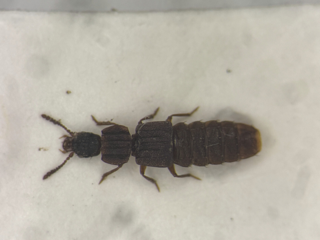 Pseudopsis subulata