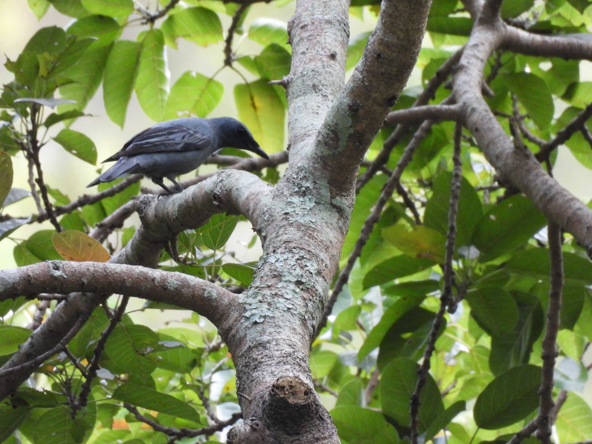 Sahul Cicadabird (Edolisoma tenuirostre), photo 2