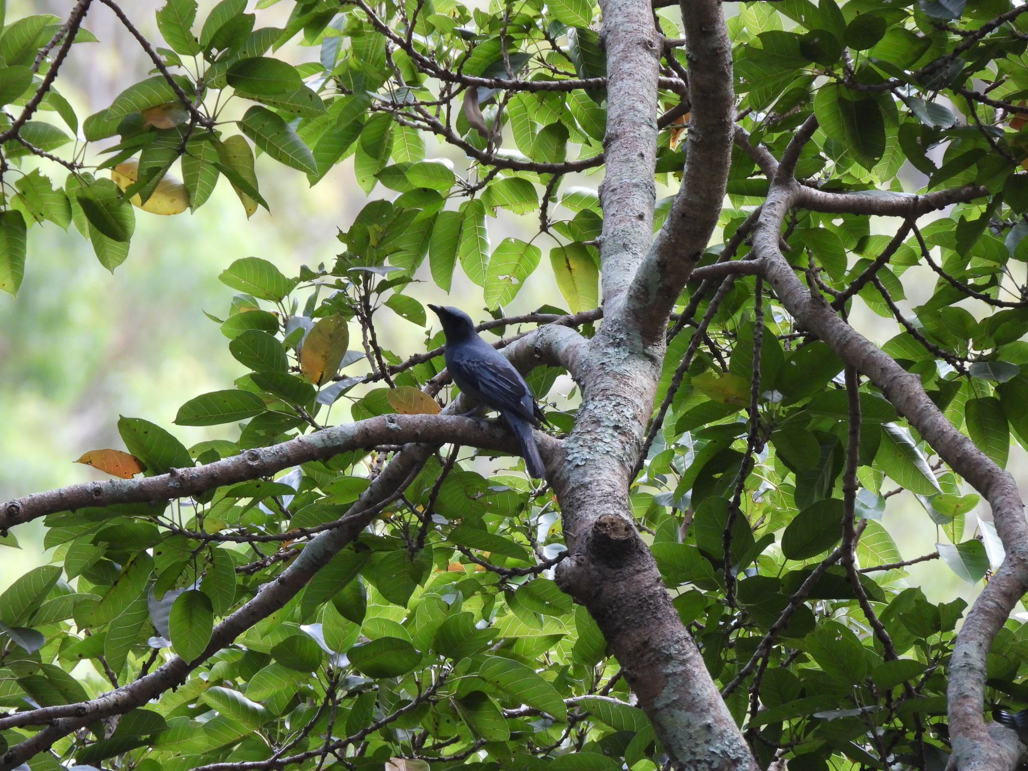 Sahul Cicadabird (Edolisoma tenuirostre), photo 3