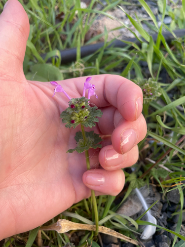 henbit deadnettle