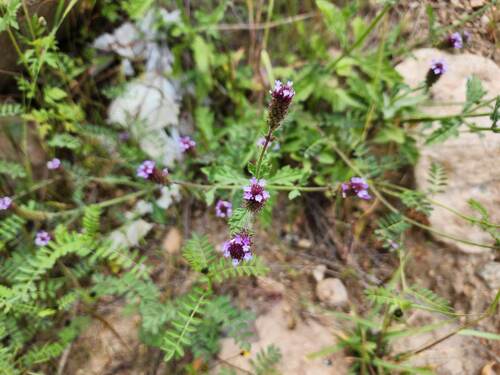 Rough Verbena (Verbena hispida)