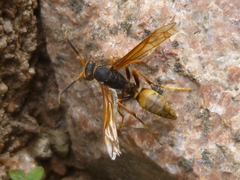 Polistes buyssoni