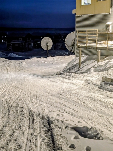 Arctic Hare observed by jkreller97