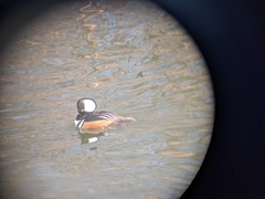 Lophodytes cucullatus