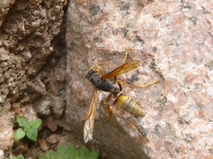 Polistes buyssoni