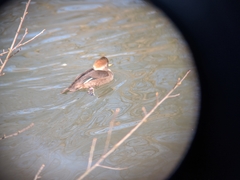 Lophodytes cucullatus