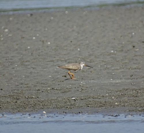 Terek Sandpiper (Xenus cinereus), photo 7