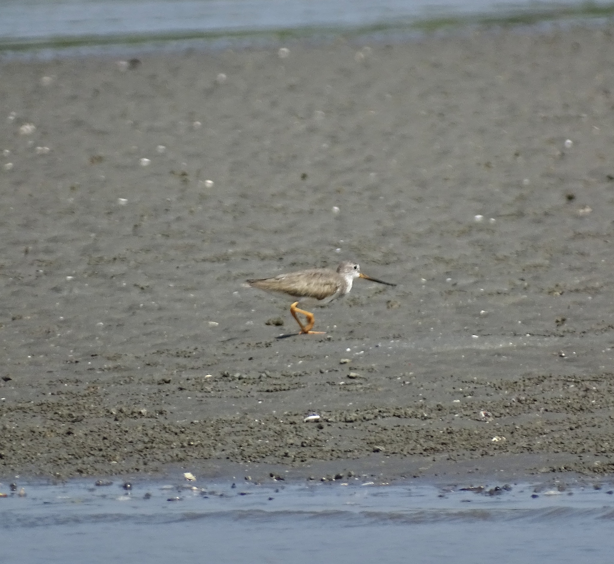 Terek Sandpiper (Xenus cinereus), photo 8
