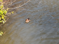 Lophodytes cucullatus