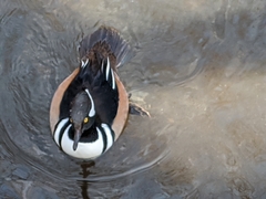 Lophodytes cucullatus