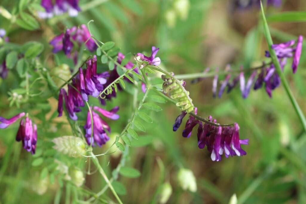 hairy vetch from San Carlos Way, Novato, CA 94945, USA on March 30 ...