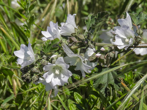 Australian Hollyhock (Malva preissiana)