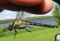 Hylogomphus abbreviatus