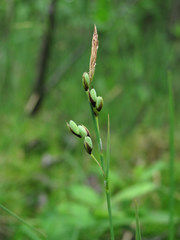 Carex rariflora