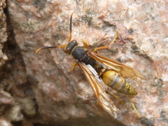 Polistes buyssoni