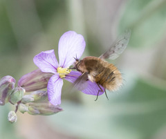 Bombylius medius