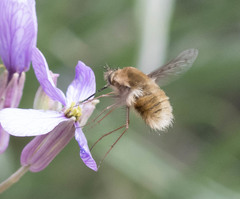 Bombylius medius