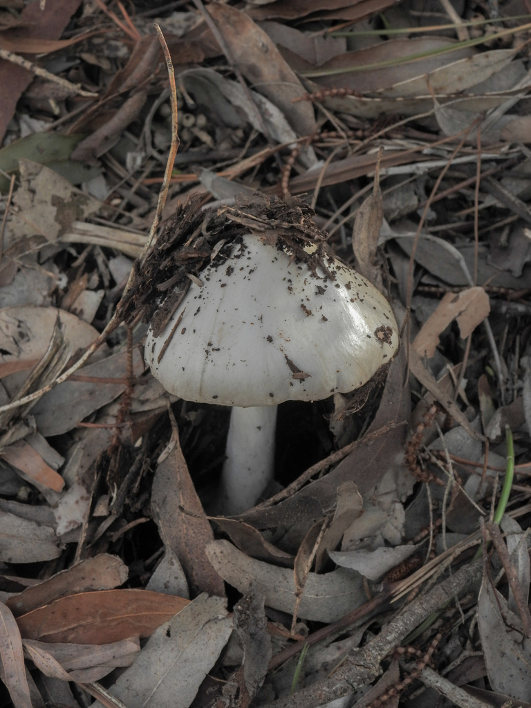 Volvopluteus gloiocephalus · October 2025 · photo: © erikschiff (iNaturalist, cc0)