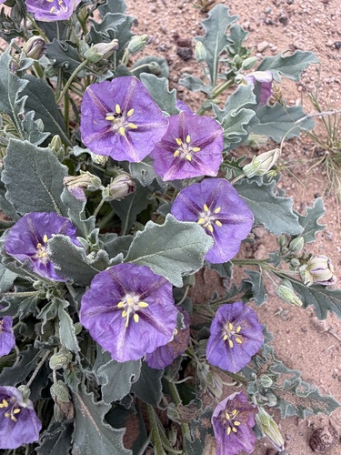 Quincula lobata