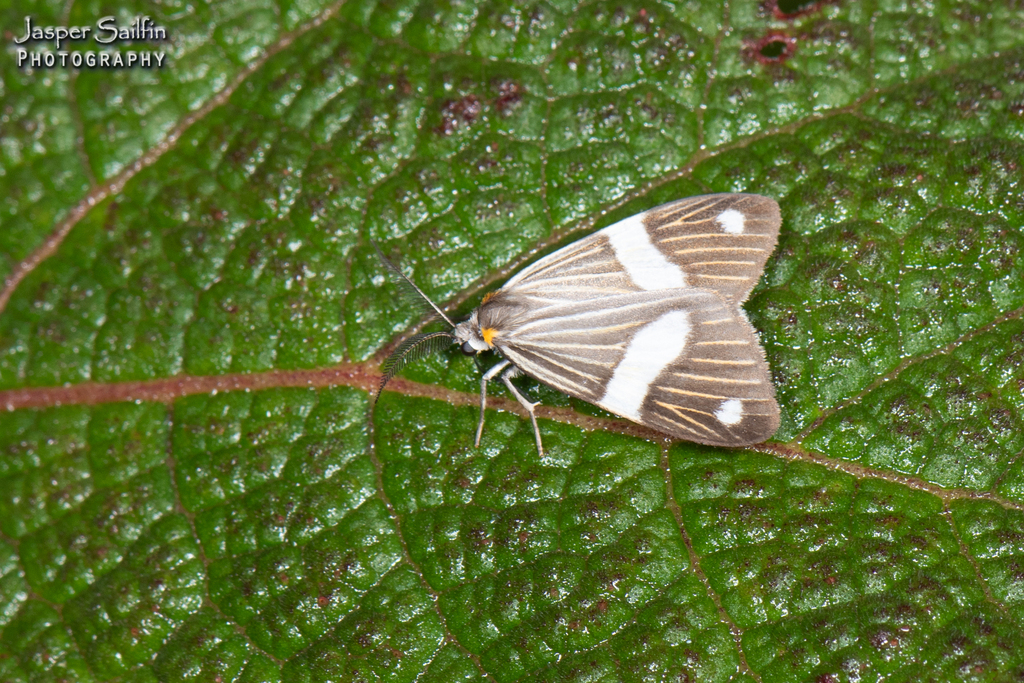 Nebulosa cistrinoides