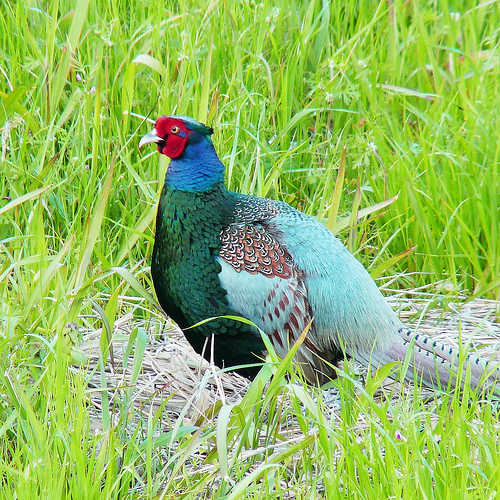 Pheasant Bird Facts  Phasianus Colchicus - A-Z Animals