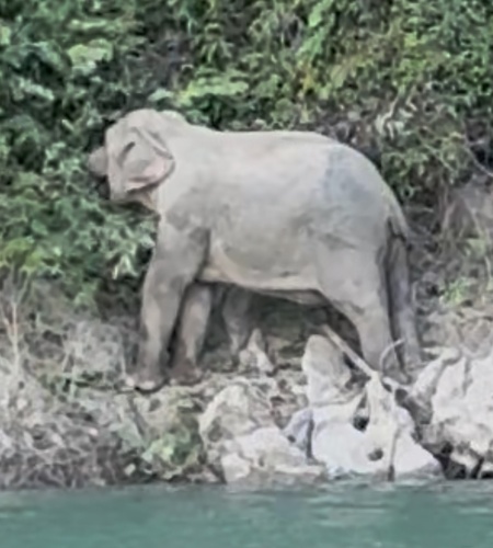 Mainland Asian Elephant