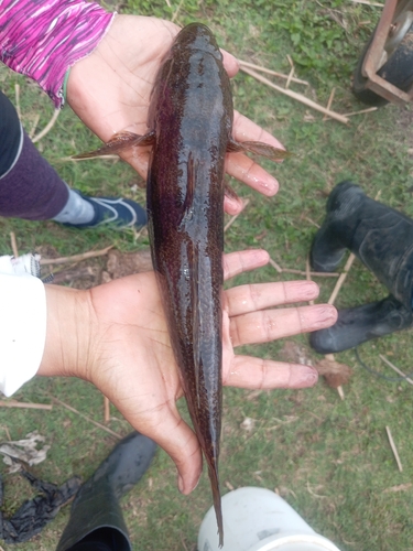 Gobiomorus dormitor