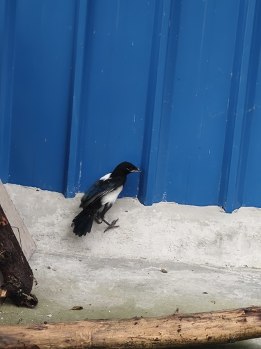 Oriental Magpie
