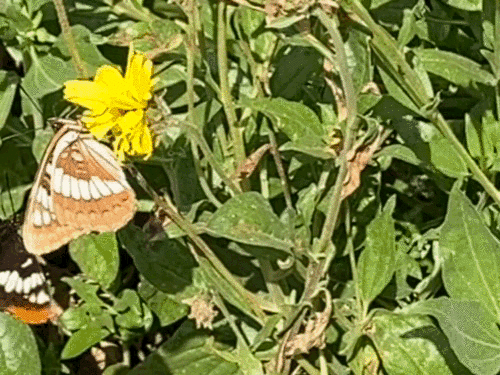 iNaturalist observation photo of Lorquin's Admiral
