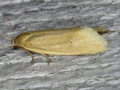 Aethes spartinana