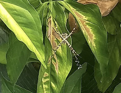 Argiope argentata