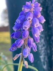 Muscari neglectum