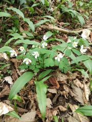 Isopyrum thalictroides