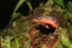 Shreve's Lightbulb Lizard photo 3
